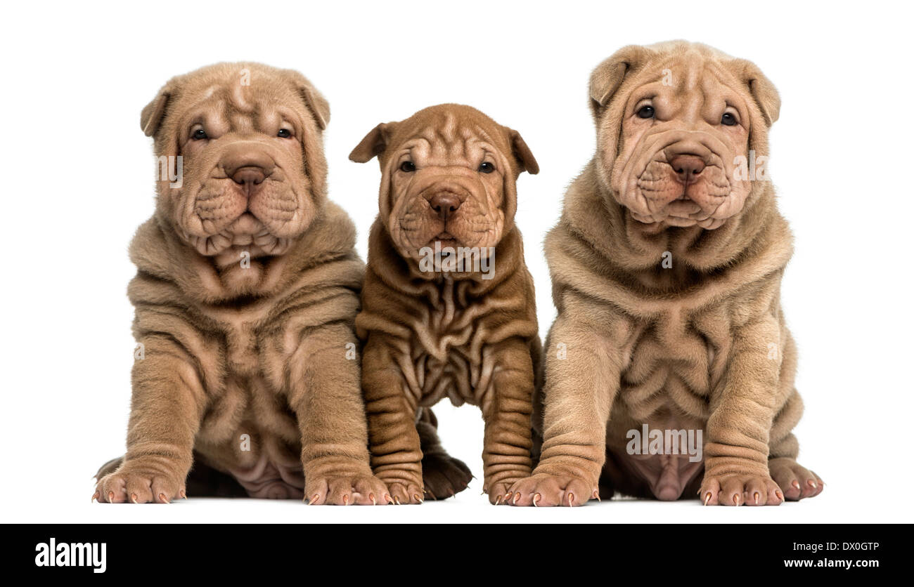 Front view of three Shar Pei puppies sitting, looking at the camera against white background Stock Photo