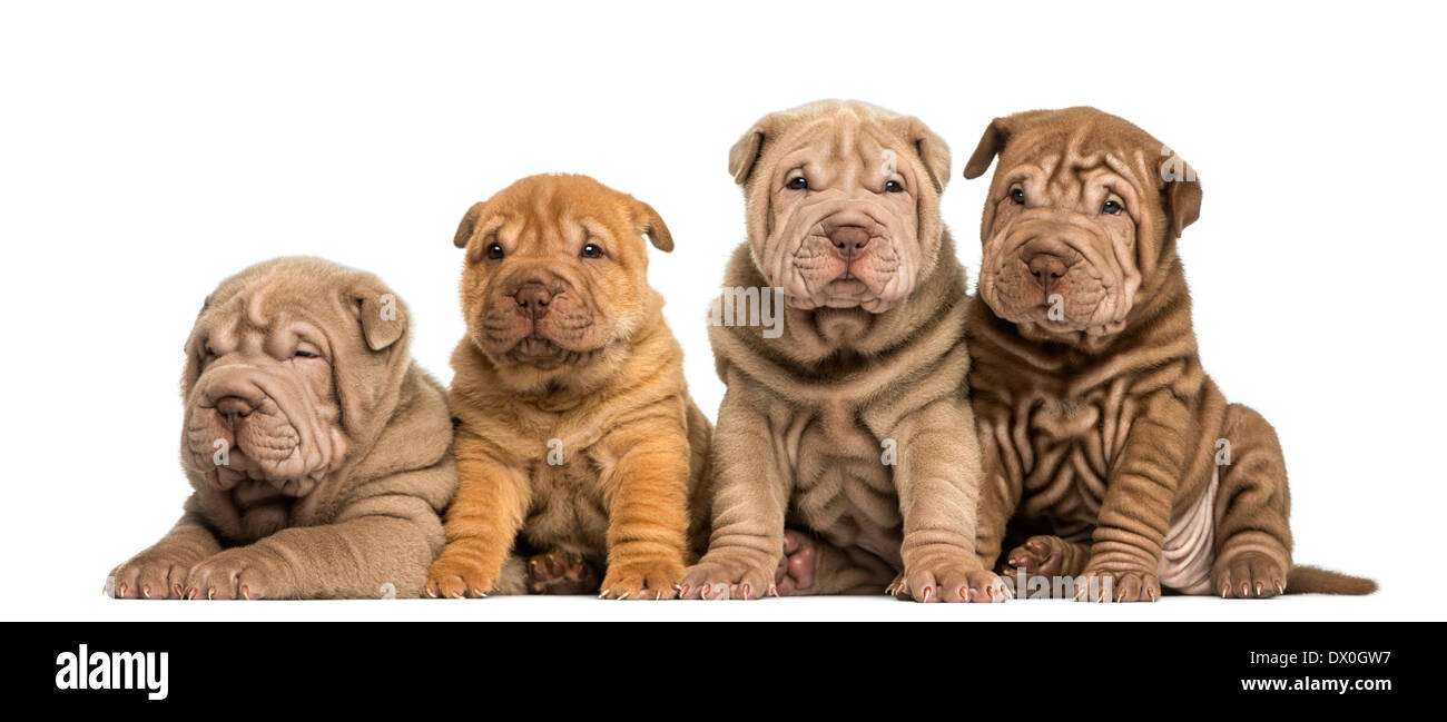 Front view of Shar Pei puppies sitting in a row against white background Stock Photo