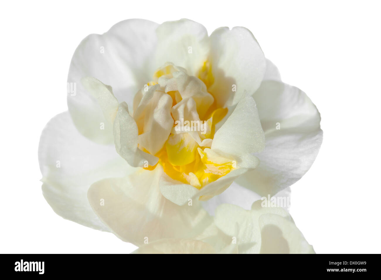 Double Narcissi isolated on white Stock Photo