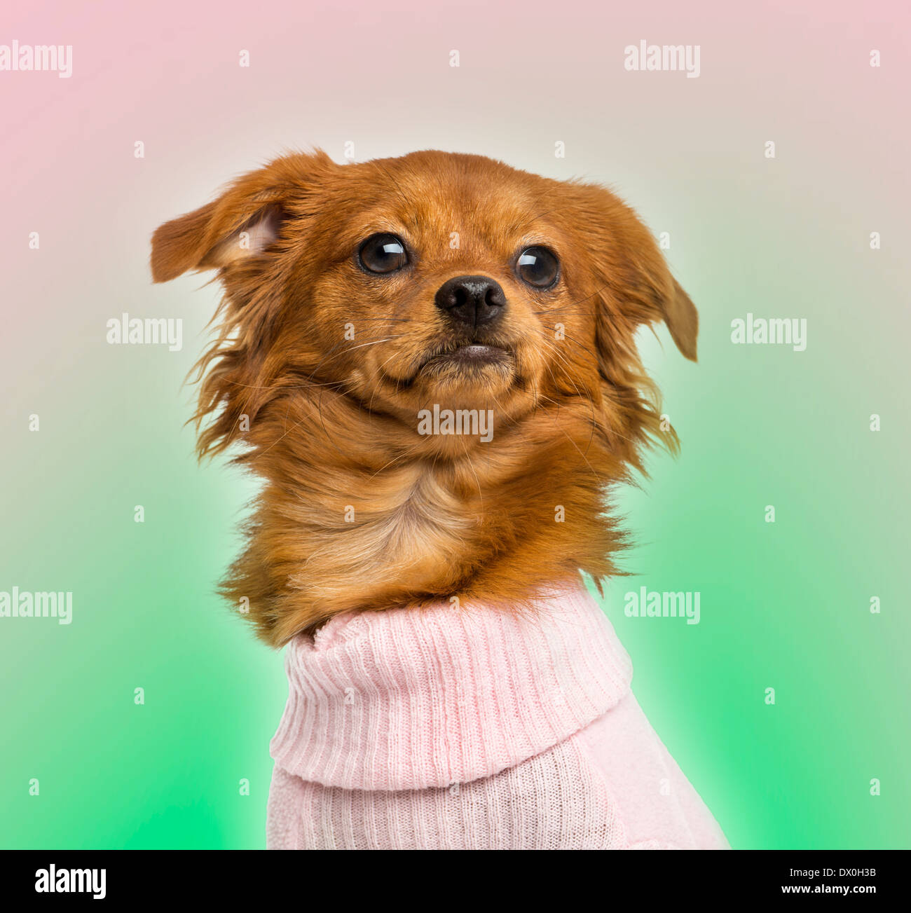Close-up of a Dressed-up Mixed-breed Chihuahua, 10 months old, on bicolor background Stock Photo
