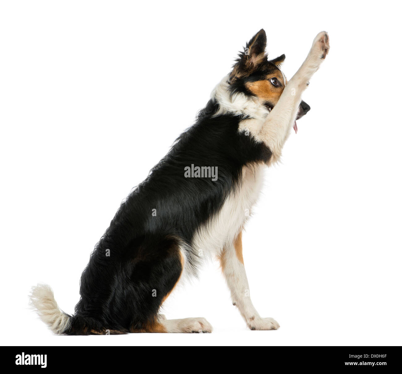 Dog with paw up 2025