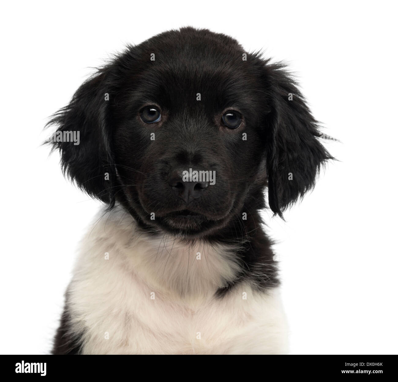 Close-up of a Stabyhoun puppy facing, looking at the camera against white background Stock Photo