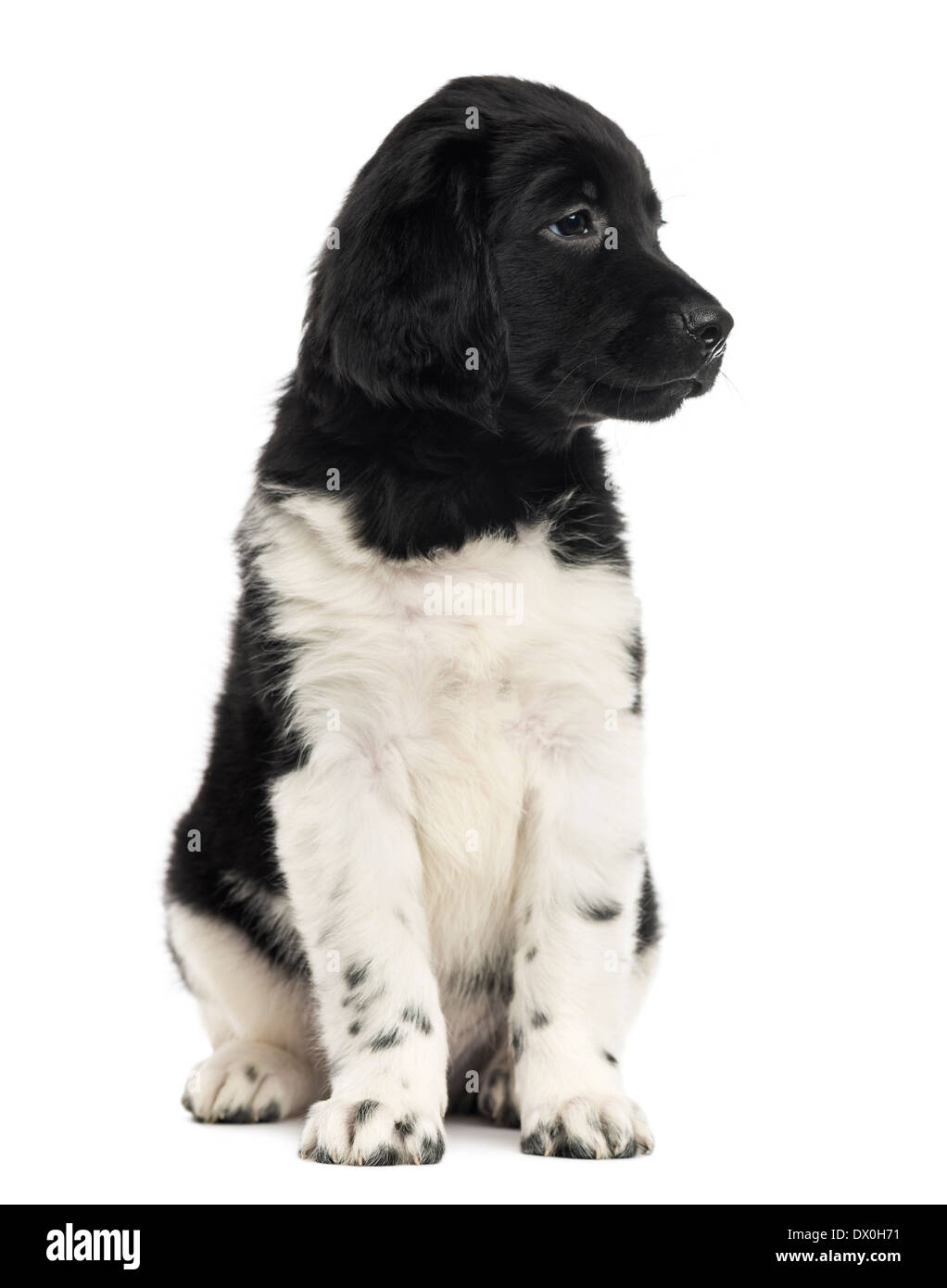 Stabyhoun puppy sitting, looking away against white background Stock Photo