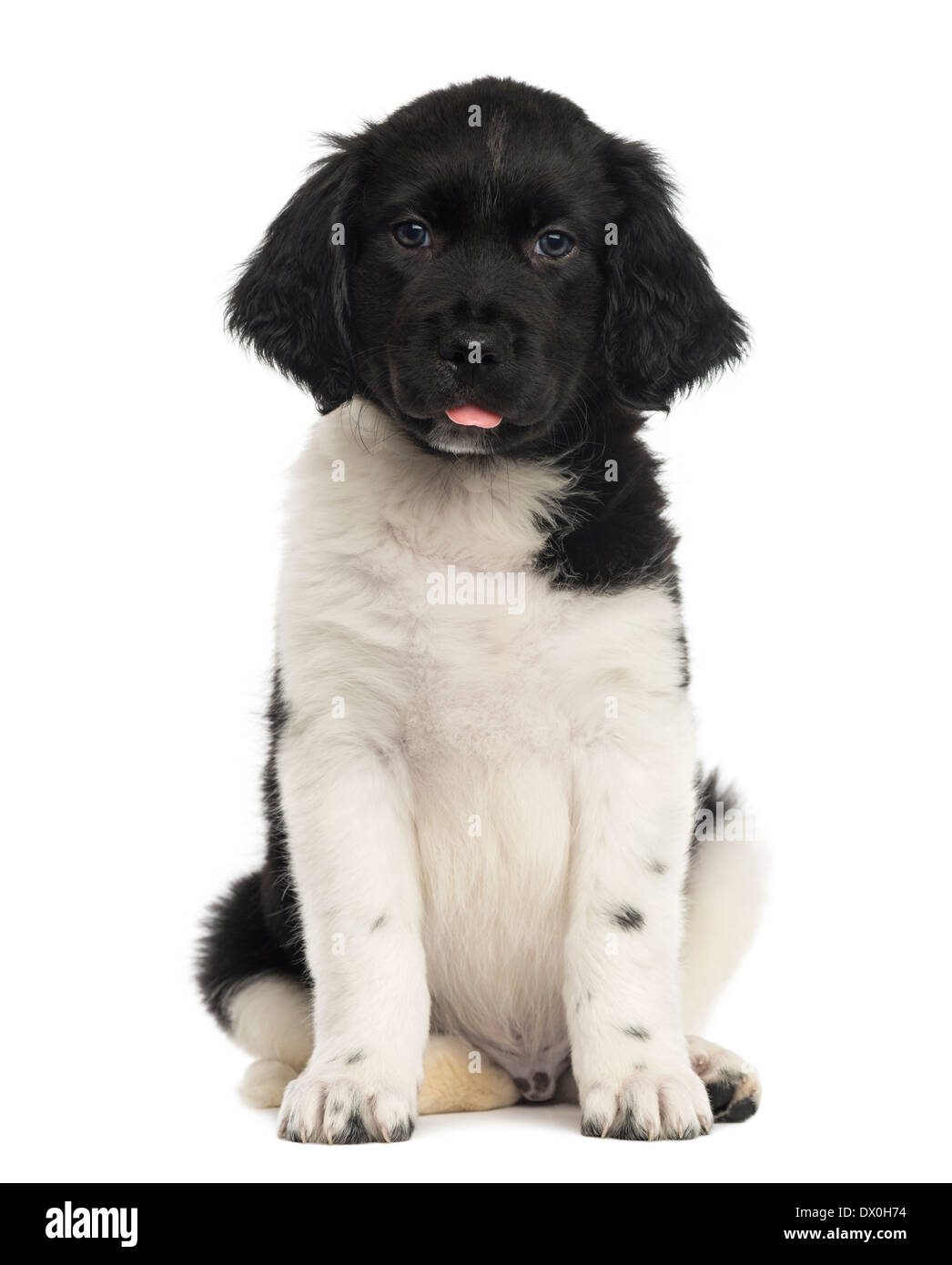 Front view of a Stabyhoun puppy sitting against blue background Stock Photo
