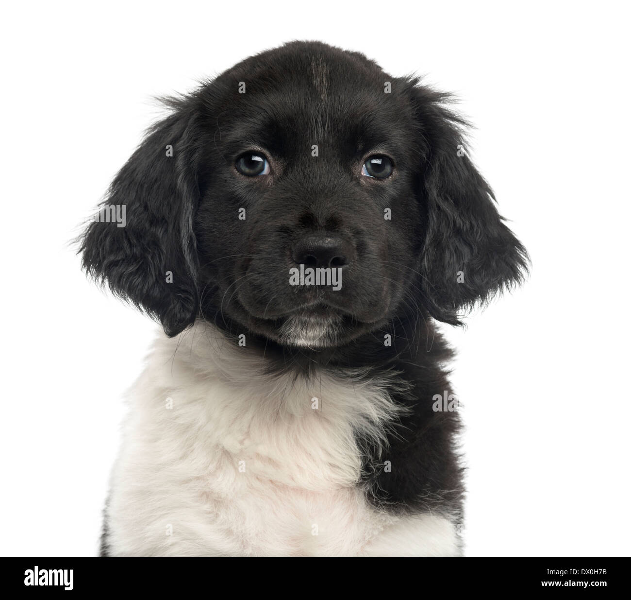 Close-up of a Stabyhoun puppy facing, looking at the camera against white background Stock Photo