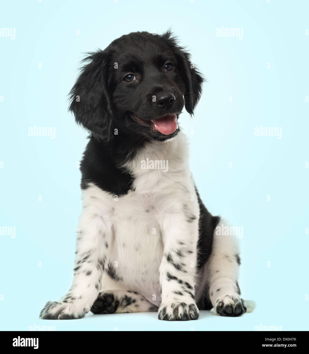 Stabyhoun puppy sitting, panting, looking at the camera, against blue background Stock Photo