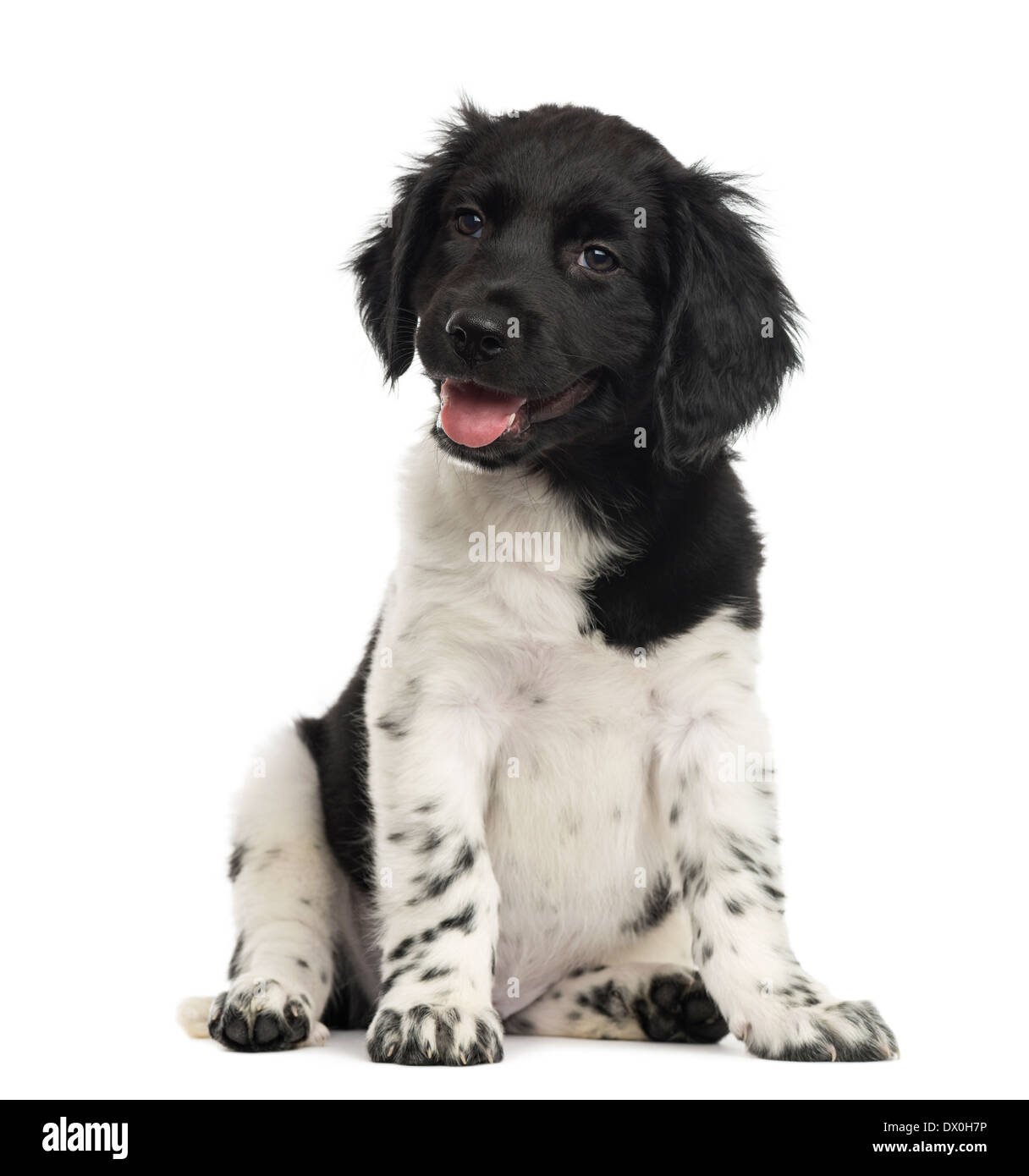 Stabyhoun puppy sitting, panting, looking at the camera, against white background Stock Photo