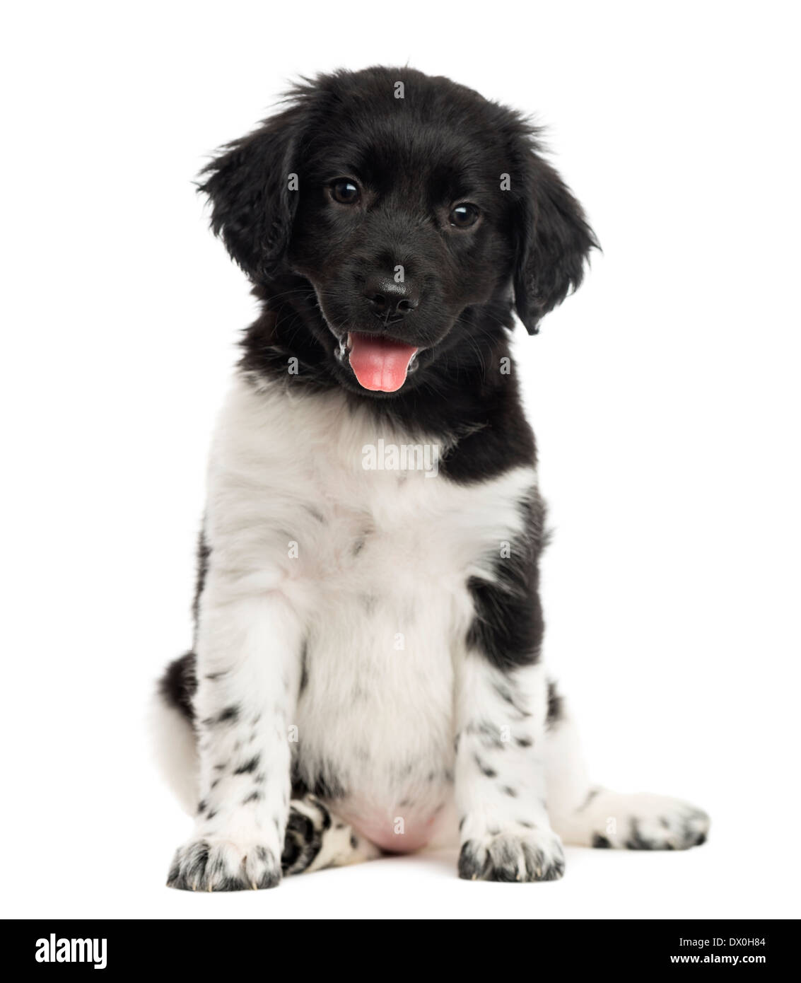 Stabyhoun puppy sitting, panting, looking at the camera, against white background Stock Photo