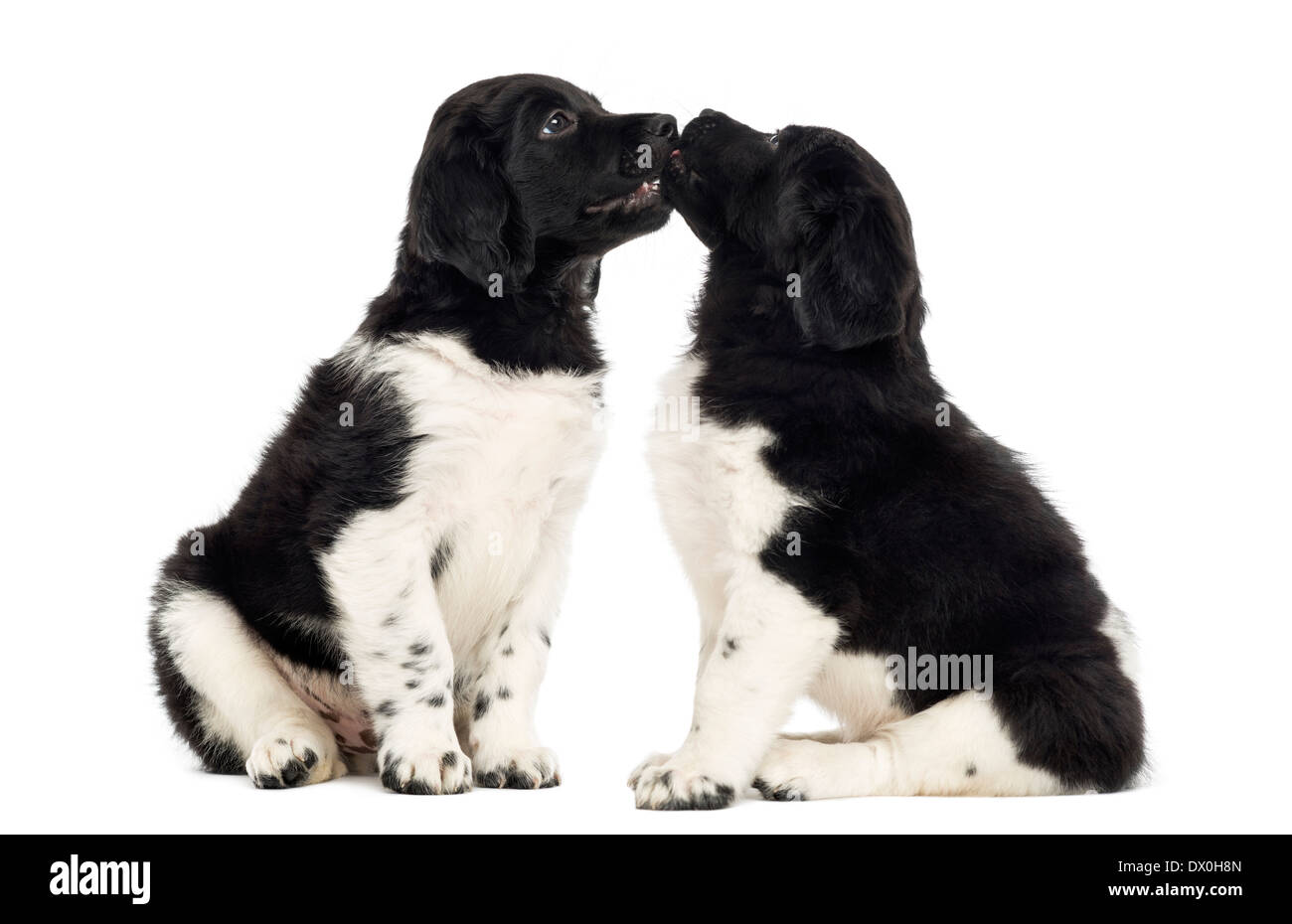 Two Stabyhoun puppies together against white background Stock Photo