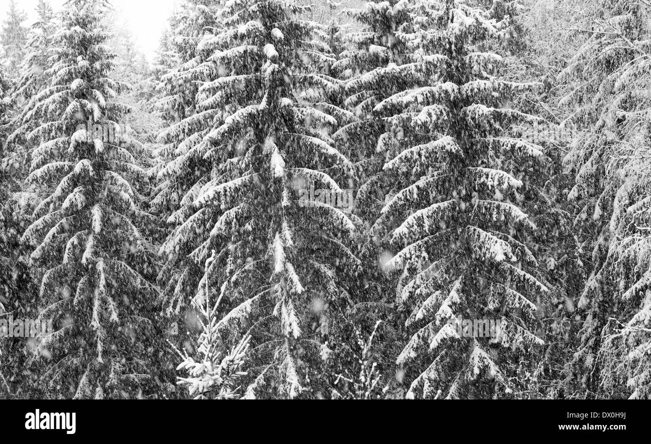 heavy snowfall natural background Stock Photo