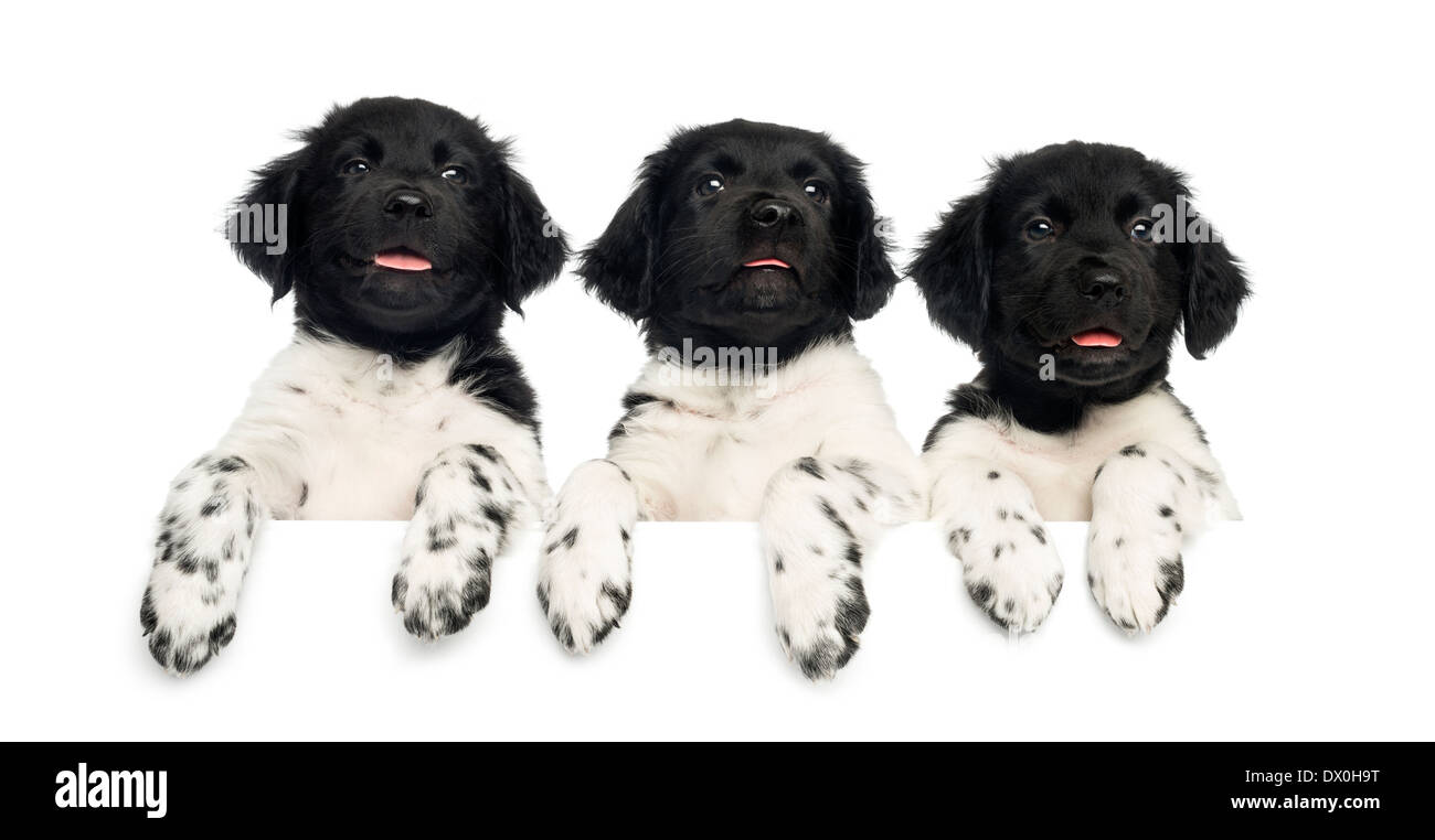 Three Stabyhoun puppies leaning on a white board, panting against white background Stock Photo
