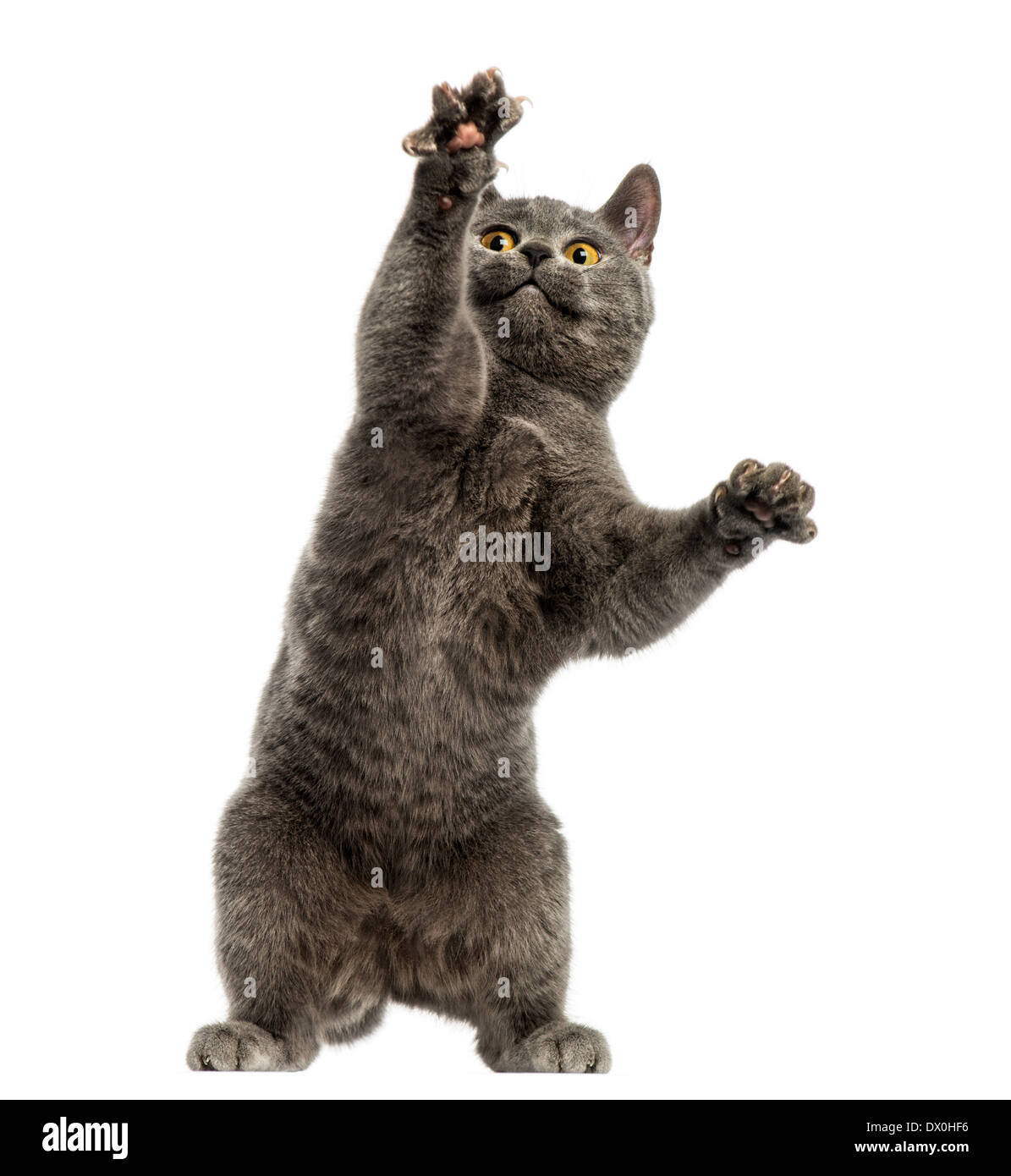 Front view of a Chartreux kitten on hind legs, pawing up, 6 months old,  in front of white background Stock Photo