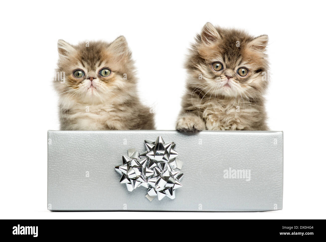 Persian kittens sitting in a silver present box, looking at the camera, 10 weeks old, isolated on white background Stock Photo