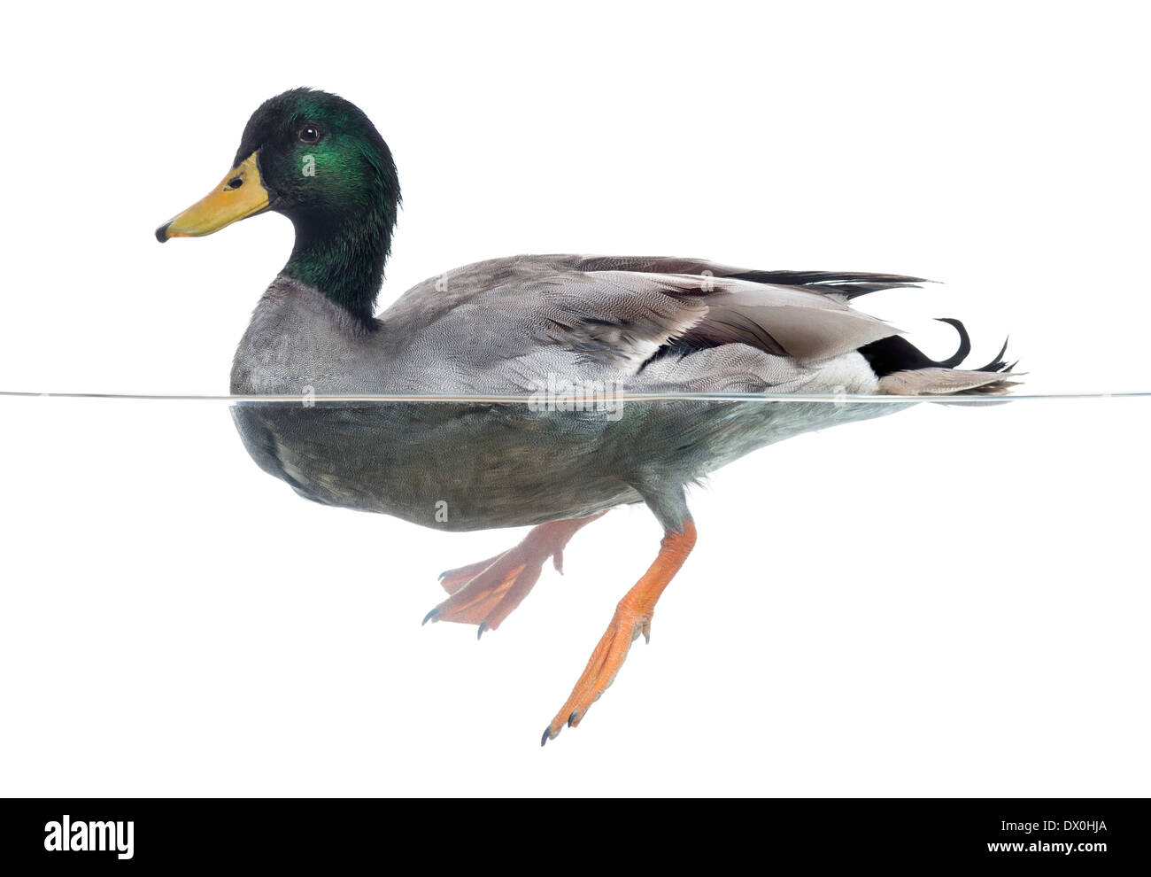 Side view of a Mallard floating on the water, Anas platyrhynchos, against white background Stock Photo