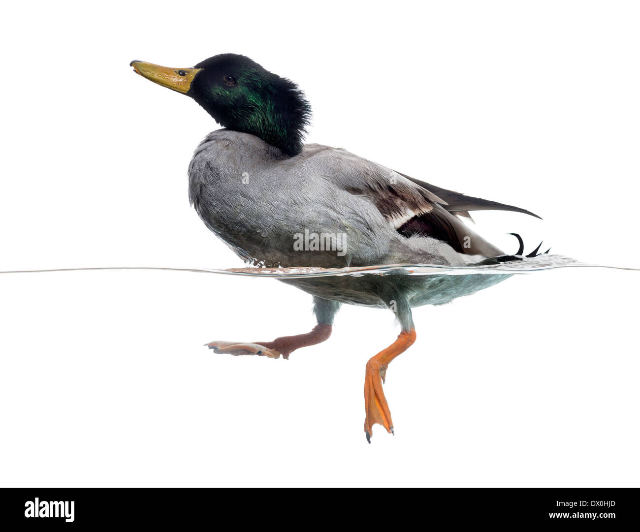 Side view of a Mallard floating on the water, Anas platyrhynchos, against white background Stock Photo