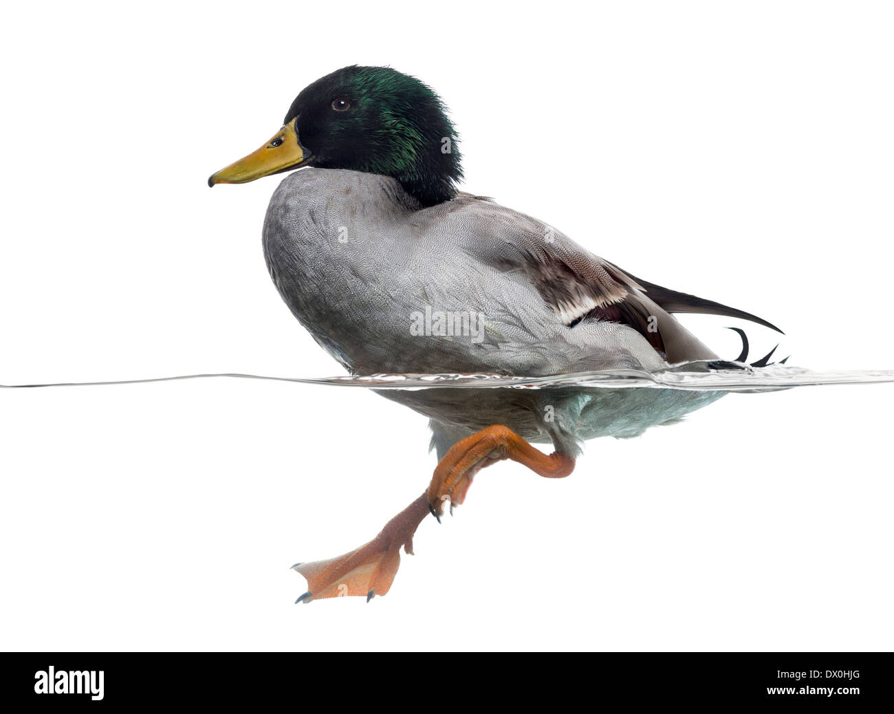 Side view of a Mallard floating on the water, Anas platyrhynchos, against white background Stock Photo