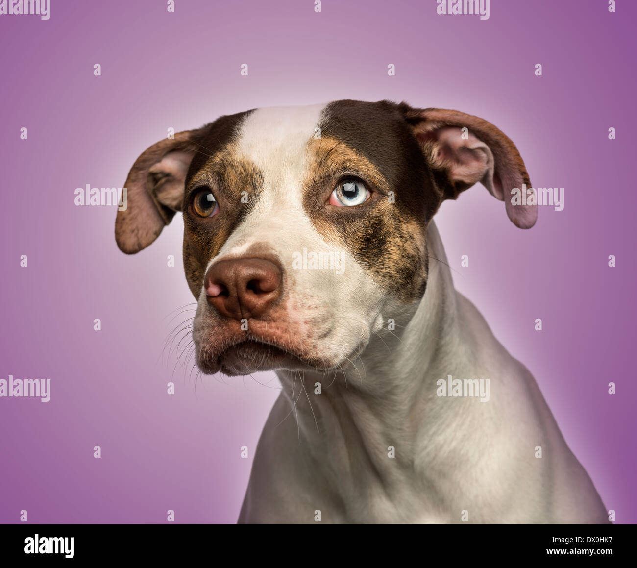 Purple animal hi-res stock photography and images - Alamy