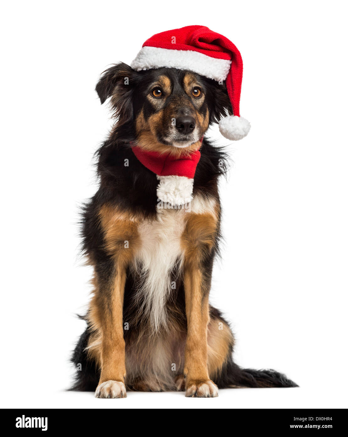 Border collie with Christmas hat and scarf, sitting, against white  background Stock Photo - Alamy