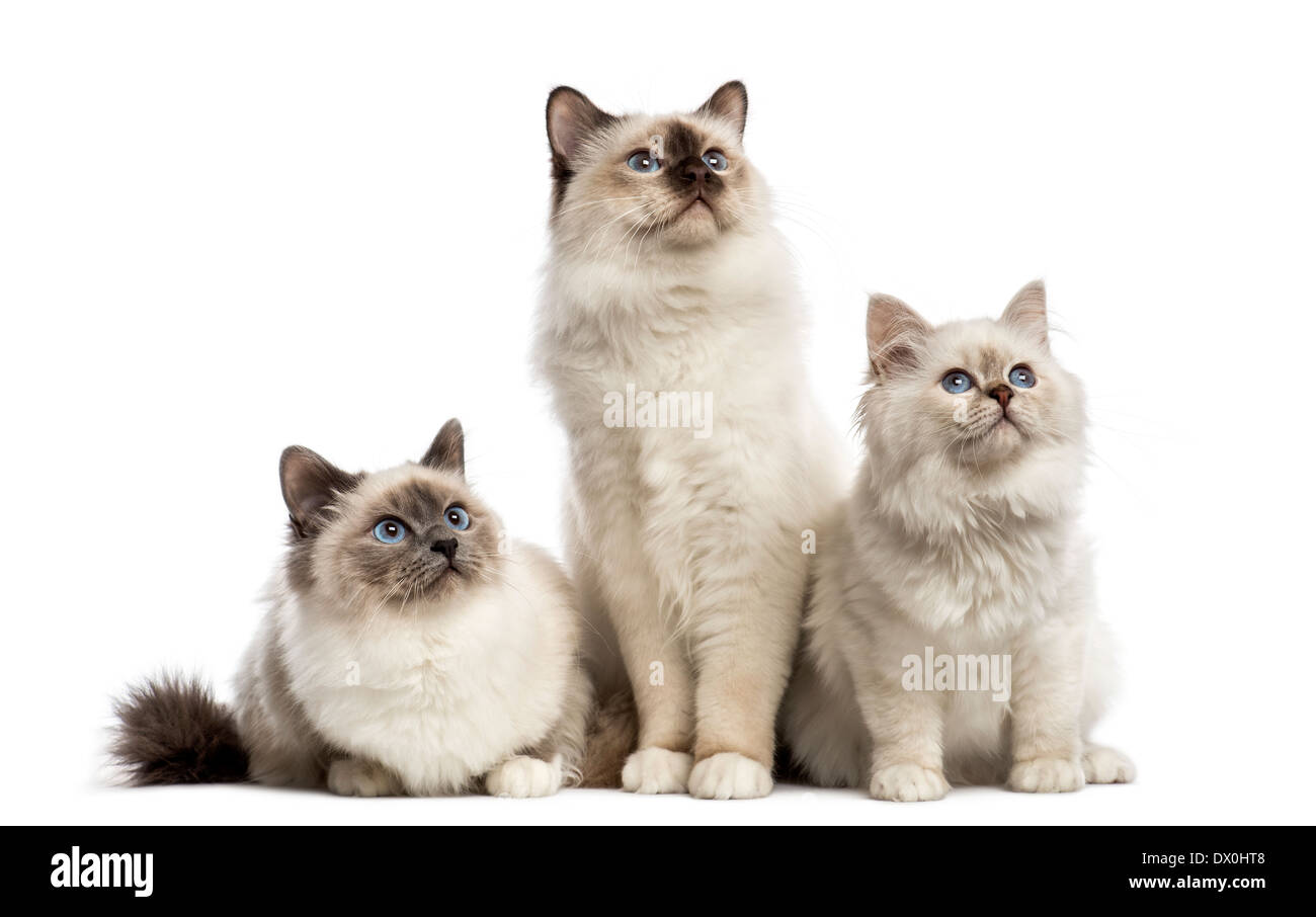 Group of Birman cats sitting in a row in front of white background Stock Photo