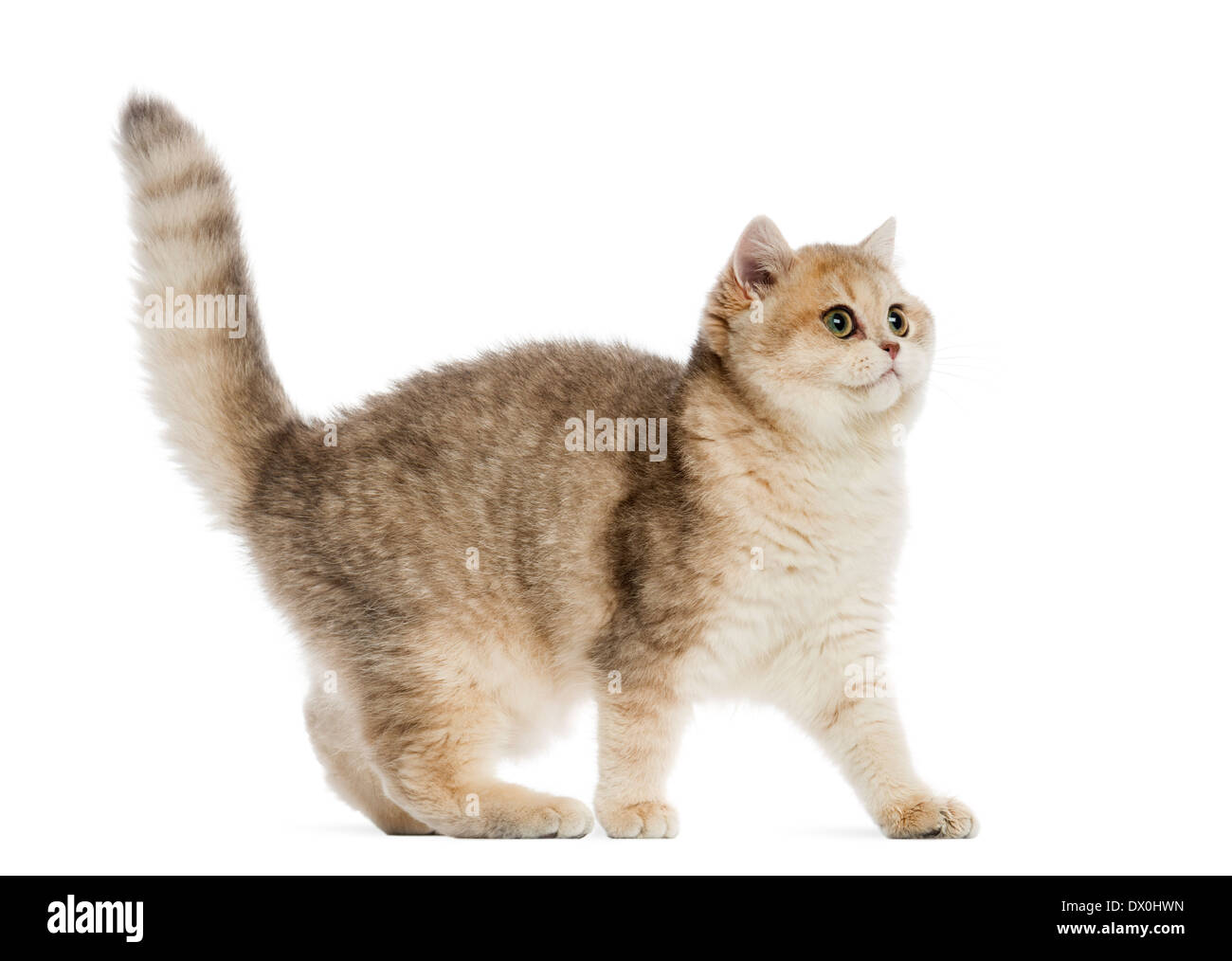 British shorthair looking alert in front of white background Stock Photo