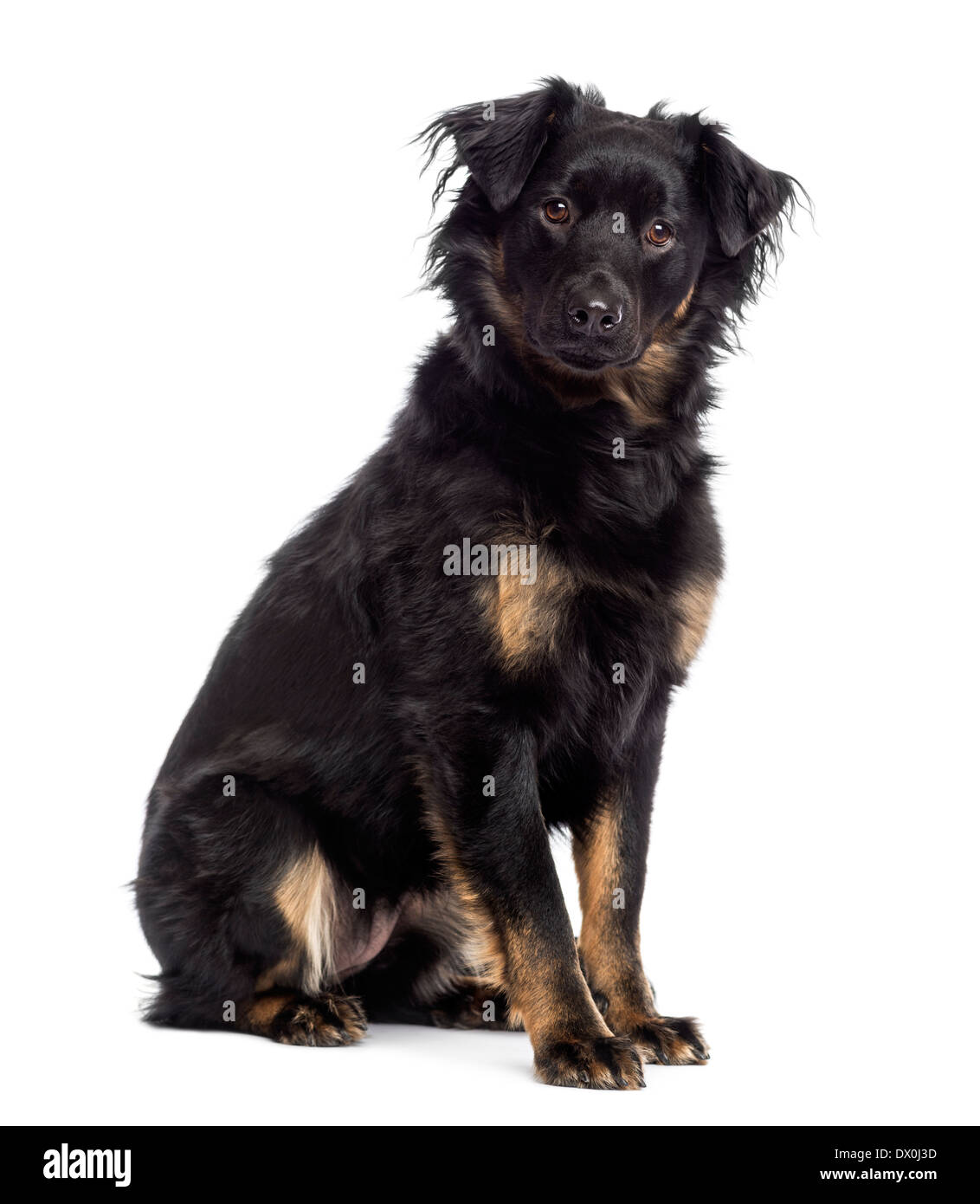 Crossbreed dog sitting, looking at the camera, against white background ...