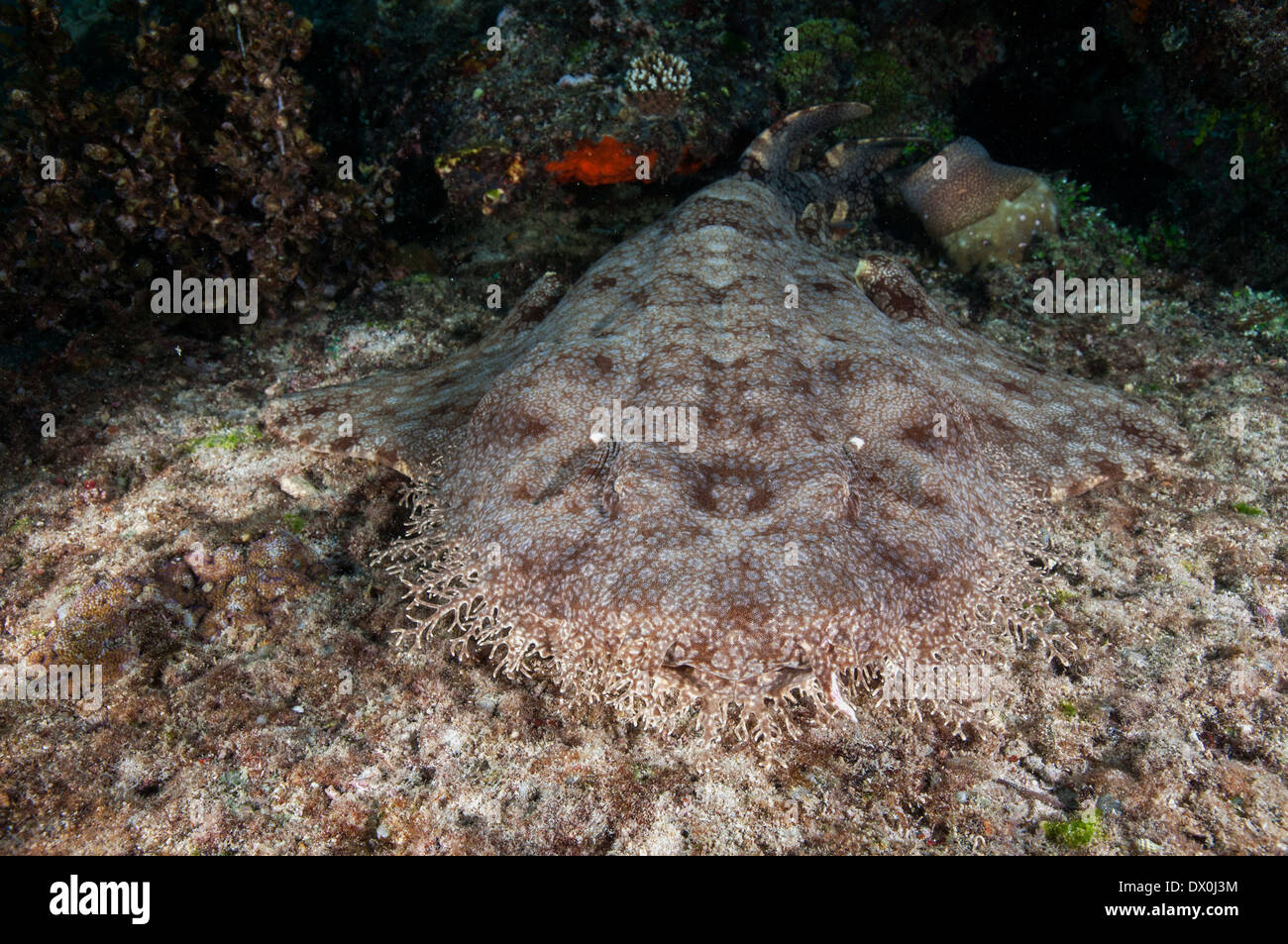 Tasselled wobbegong, Eucrossorhinus dasypogon, Raja Ampat Indonesia Stock Photo