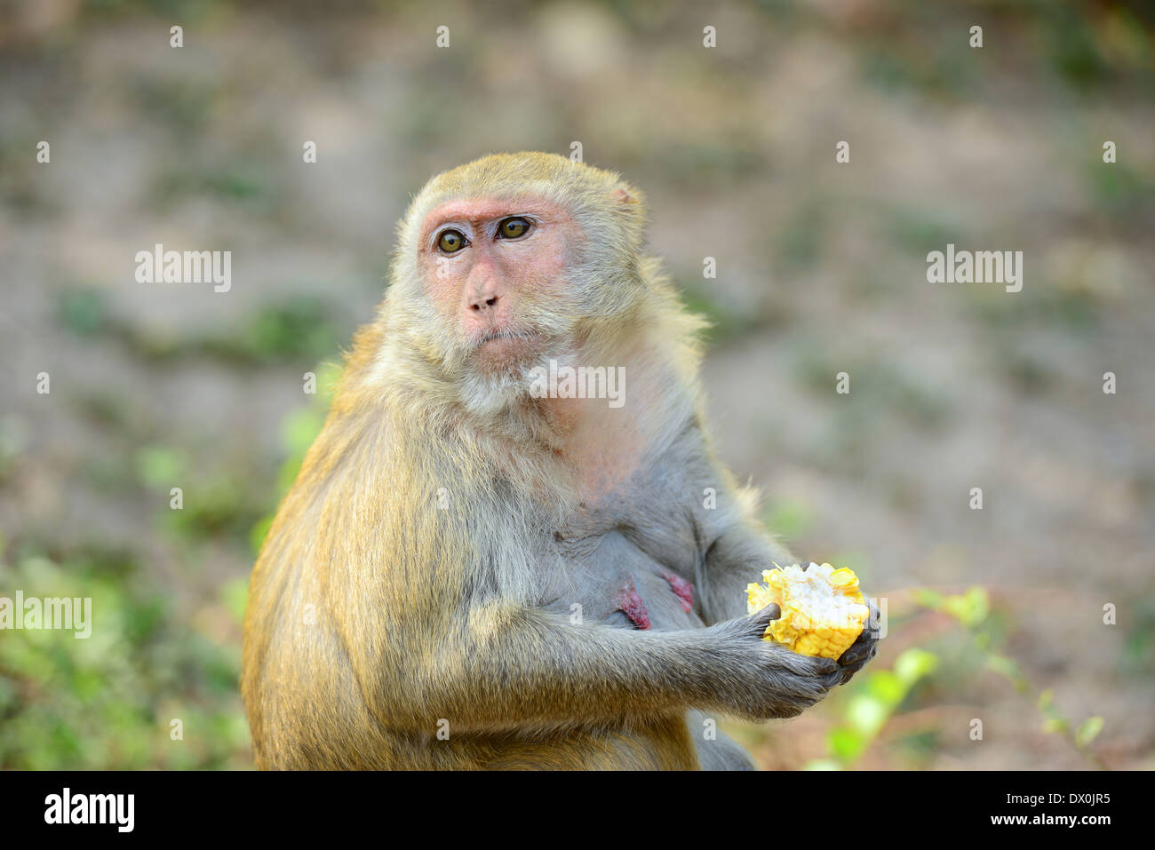 Hungry monkey Stock Photo