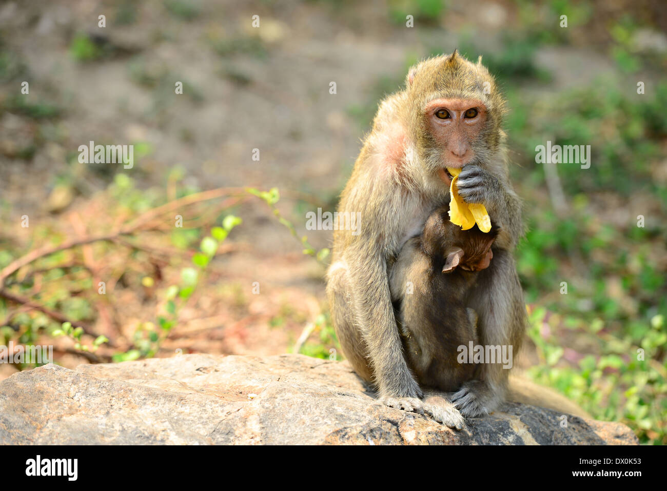 Monkey mom with little baby Stock Photo