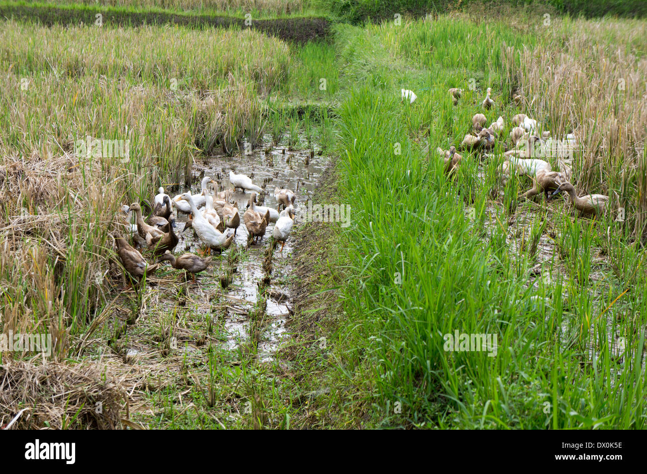 Ducks Clean Rice Paddy Ducks in a rice paddy, Indonesia, Asia Stock Photo - Alamy