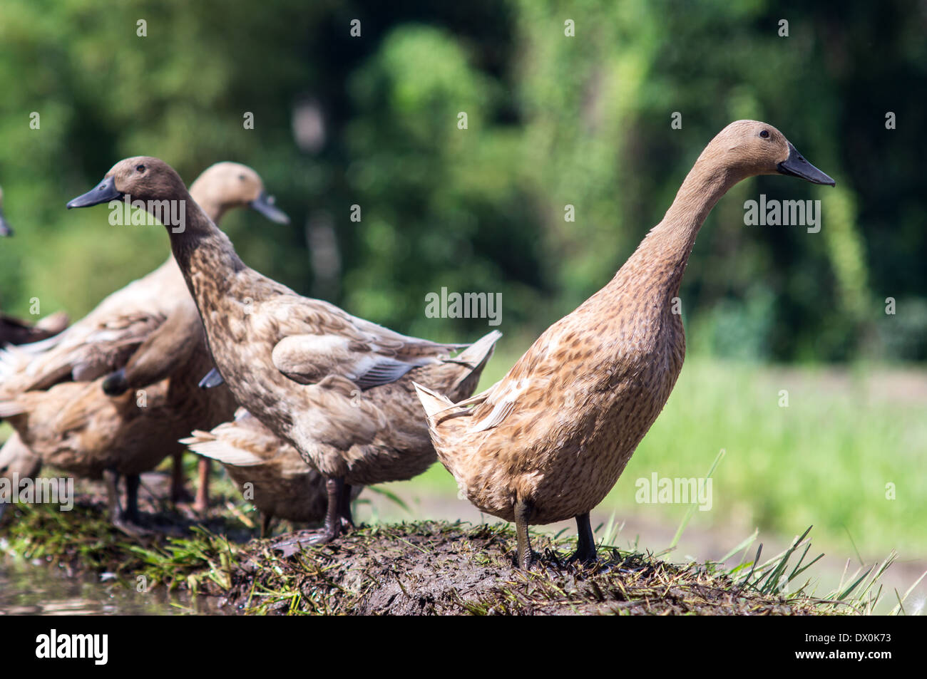 Ducks Clean Rice Paddy Ducks in a rice paddy, Indonesia, Asia Stock Photo - Alamy