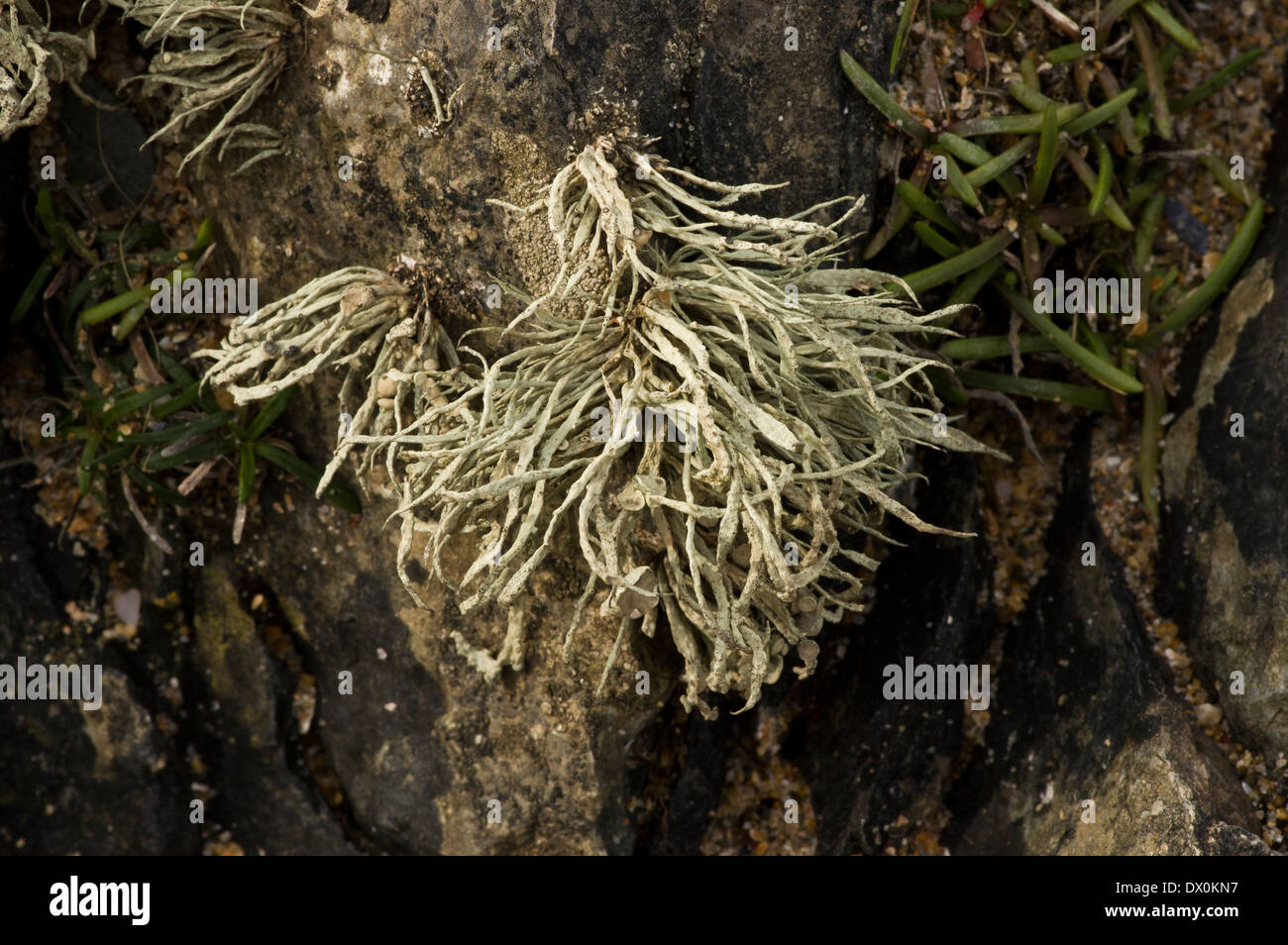 A common lichen of coastal rocks, normally found around high water mark and just above Stock Photo