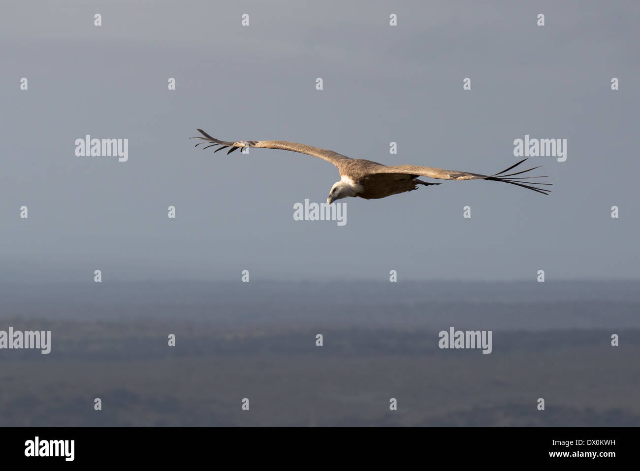 Griffon Vulture, Gänsegeier, Gyps fulvus, Monfragüe National Park, Spain, Extremadura, soaring Stock Photo
