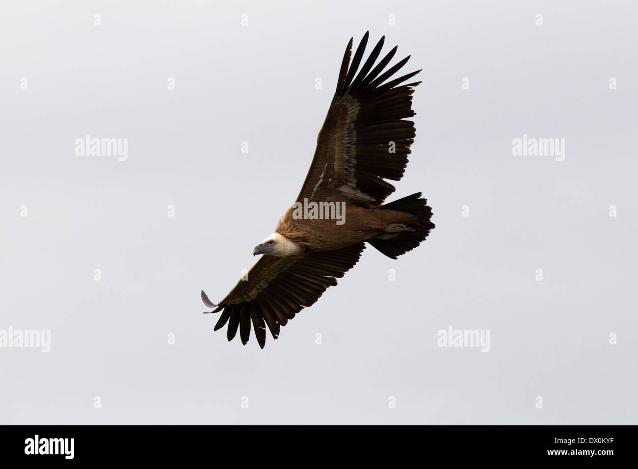 Griffon Vulture, Gänsegeier, Gyps fulvus, Monfragüe National Park, Spain, Extremadura, soaring Stock Photo