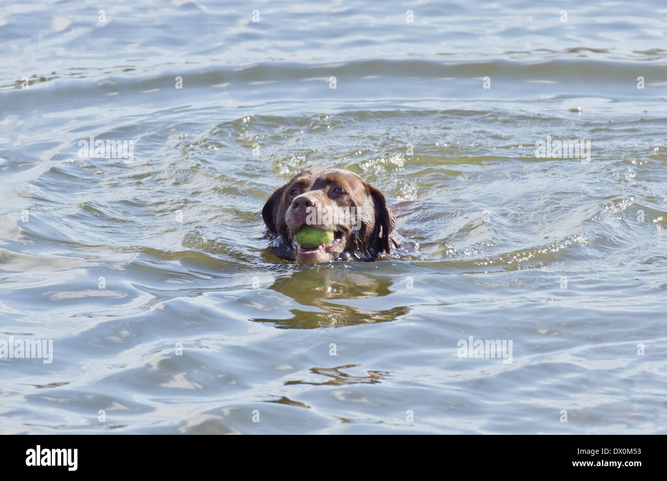 A brown Labrador dog fetching a ball in water Stock Photo