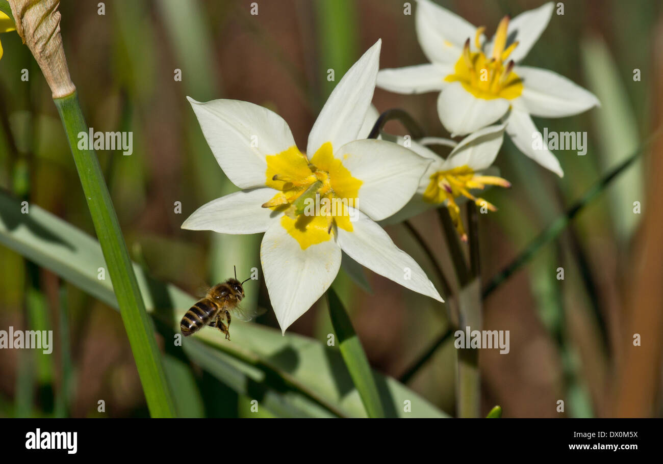 Honey bee in flight next to a daffodil Stock Photo Alamy
