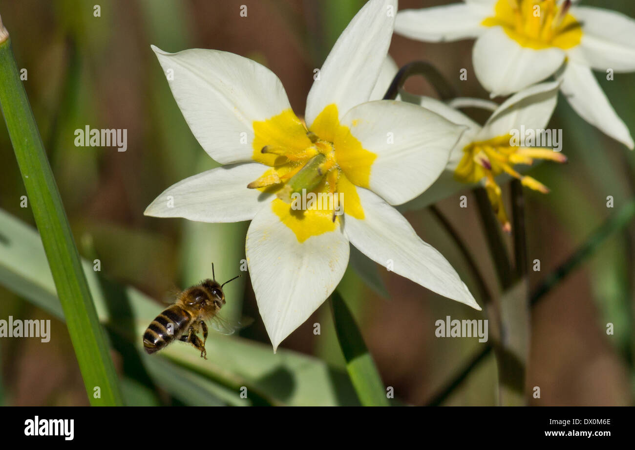 Honey bee in flight next to a daffodil Stock Photo Alamy