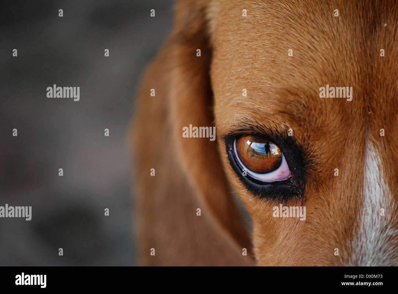 Cute Beagle Pet Dog Eye Closeup Looking At Camera Stock Photo