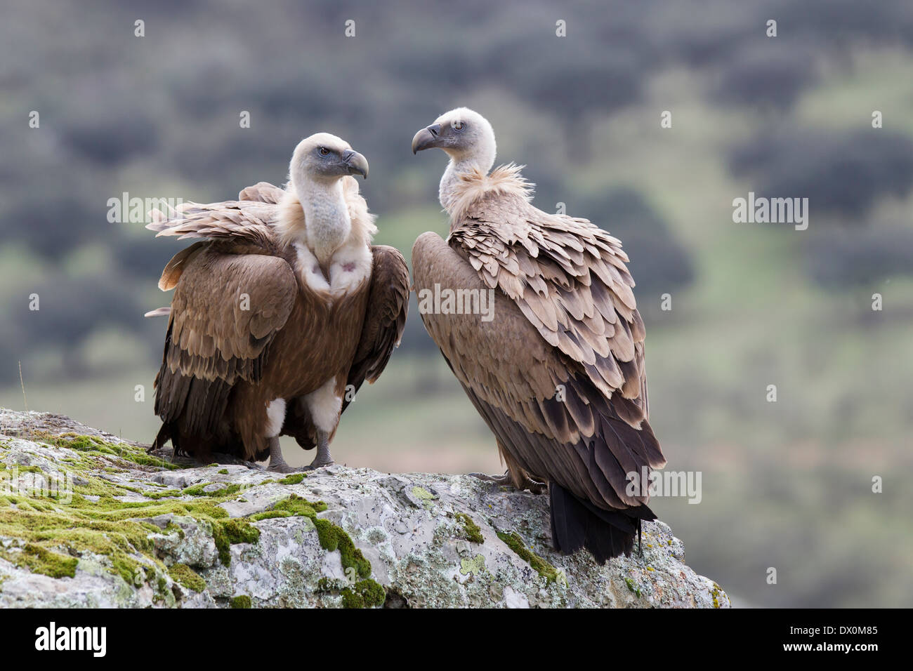 Griffon Vulture, Gänsegeier, Gyps fulvus, pair in breeding area, Monfragüe National Park, Extremadura, Spain Stock Photo