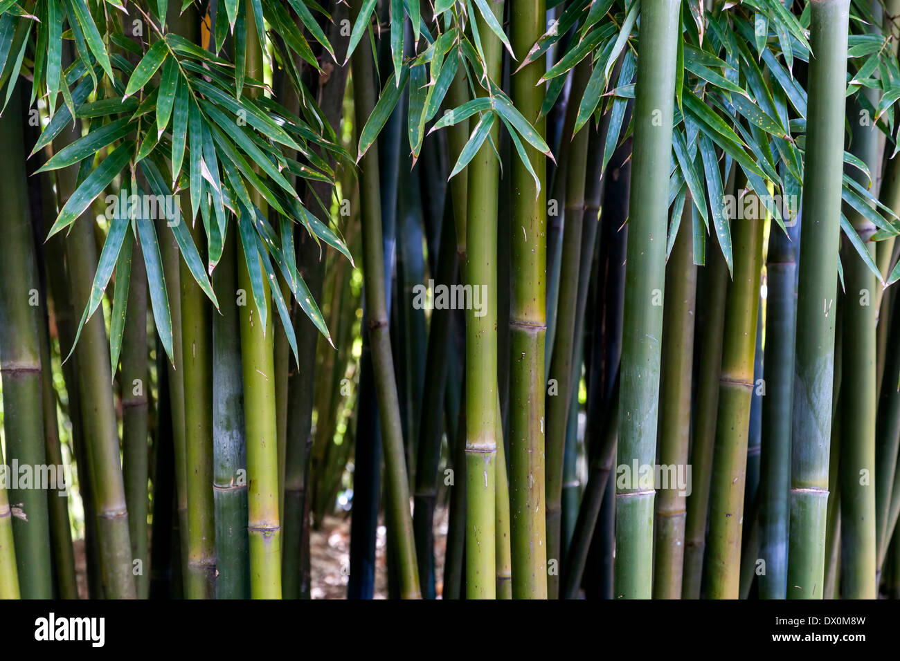 Stalks of bamboo and foliage (Bambuseae Poaceae Bambusoideae Stock