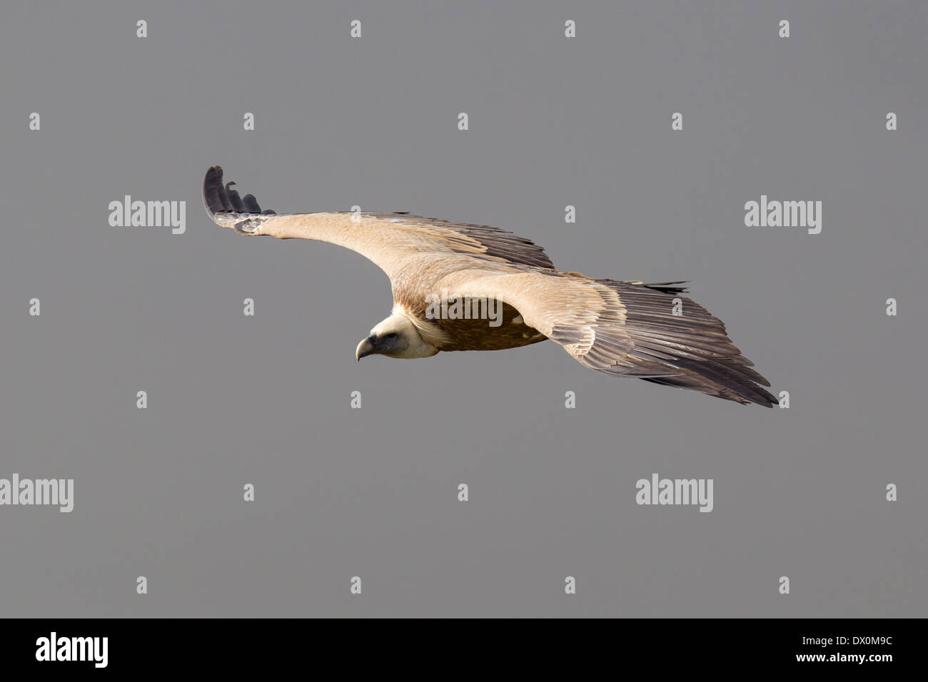 Griffon Vulture, Gänsegeier, Gyps fulvus, Monfragüe National Park, Spain, Extremadura, flying adult Stock Photo