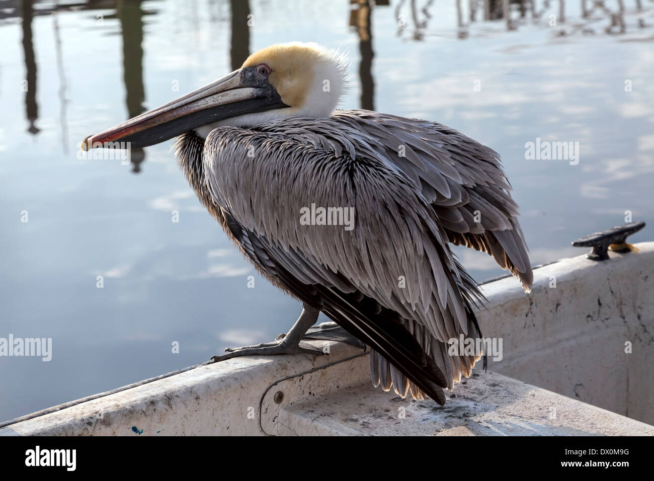 Mature adult Brown Pelican (Pelecanus occidentalis) sea bird with white head perched while ruffling feathers. Stock Photo