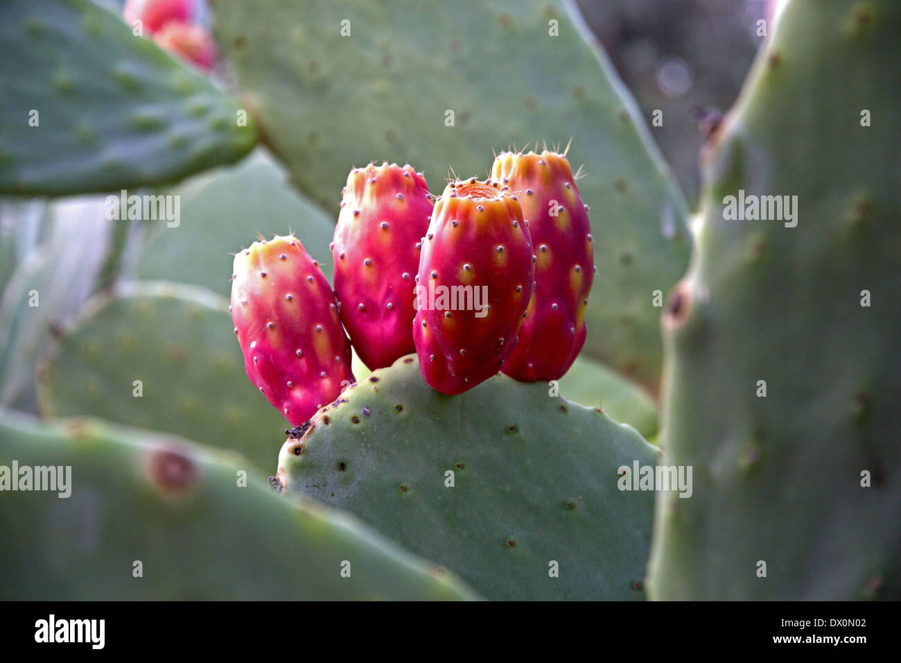 Prickly pears on cactus plant Stock Photo