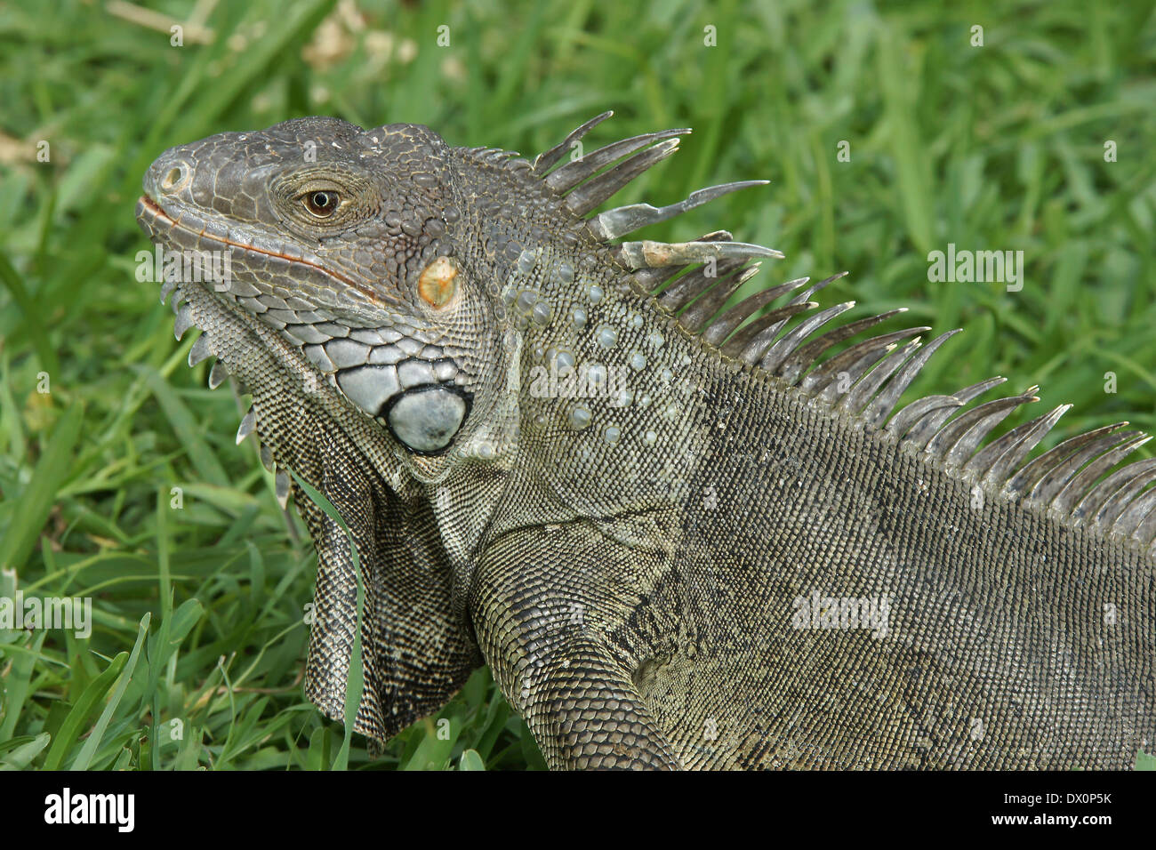 Green Iguana, typical animal of Aruba, ABC Islands Stock Photo - Alamy