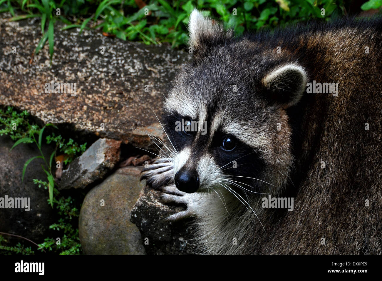 close up photo of a racoon Stock Photo - Alamy