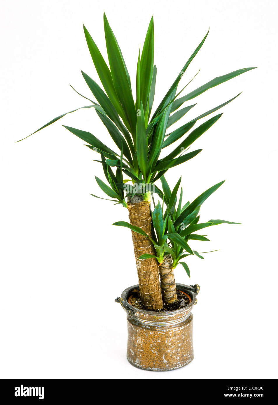 Indoor plants, Yucca palm tree in a pot Stock Photo Alamy
