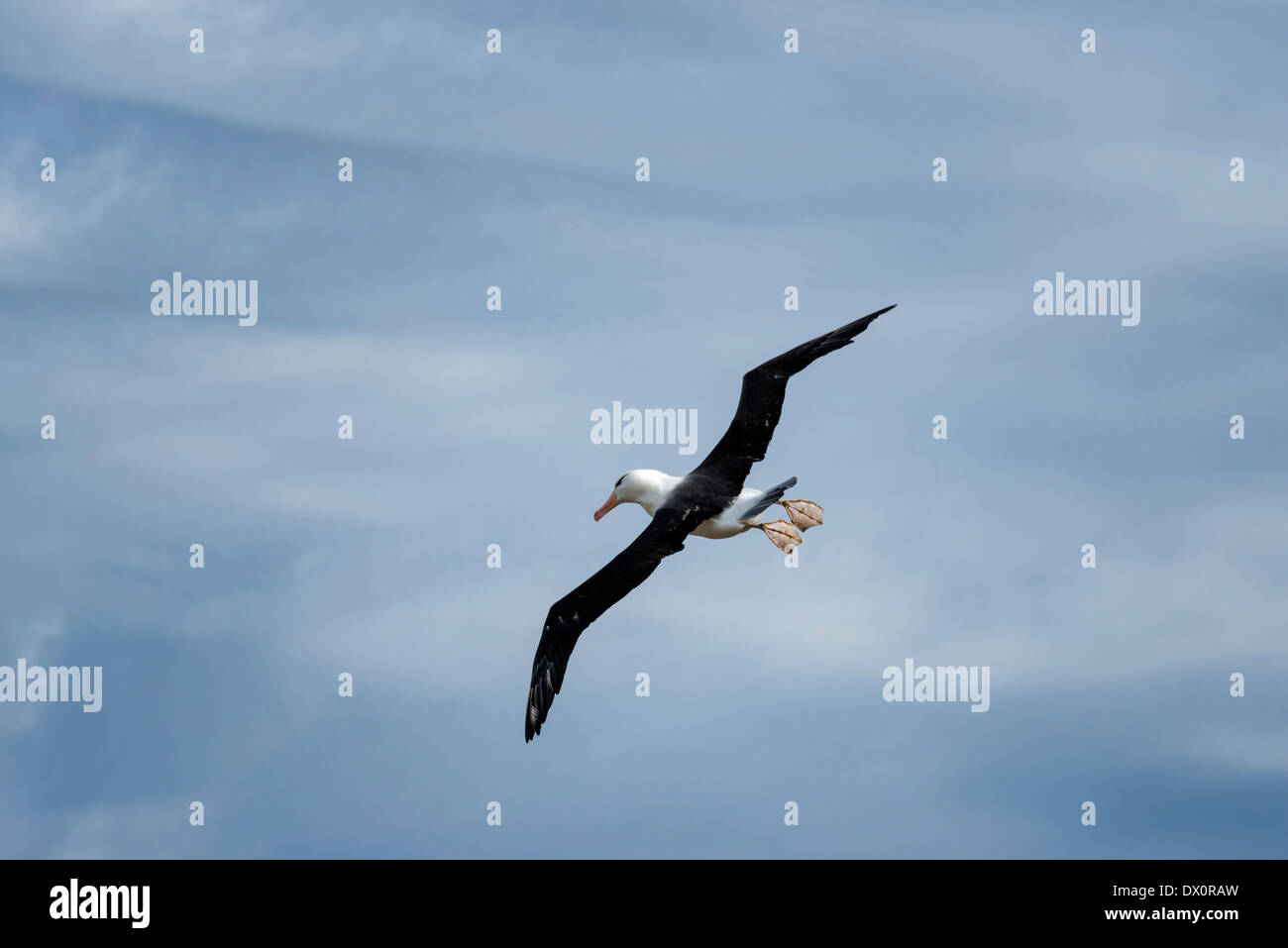 Black-browed Albatross in flight Stock Photo