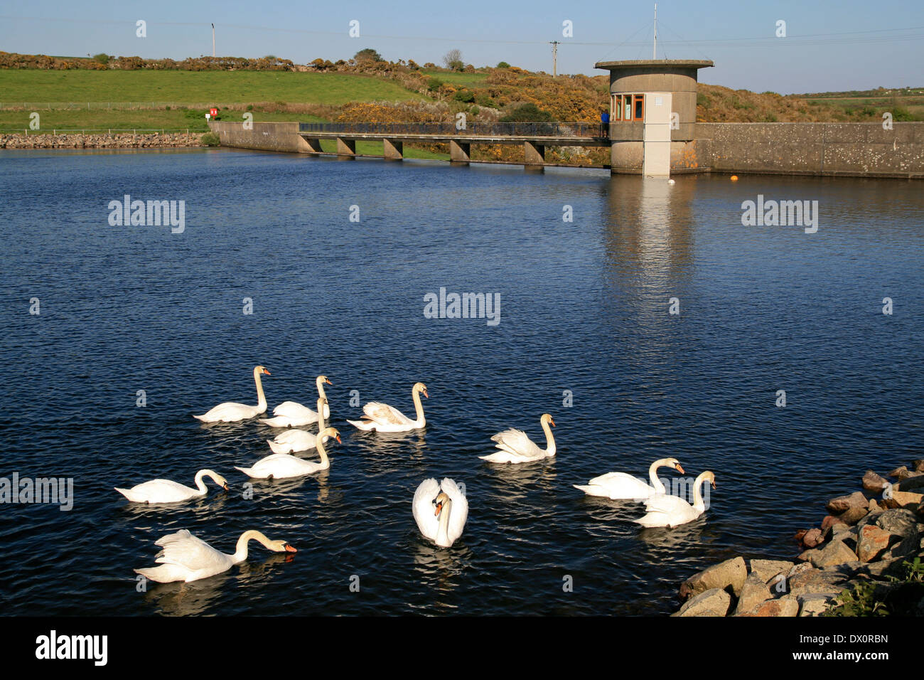Drift Of Swans High Resolution Stock Photography and Images - Alamy