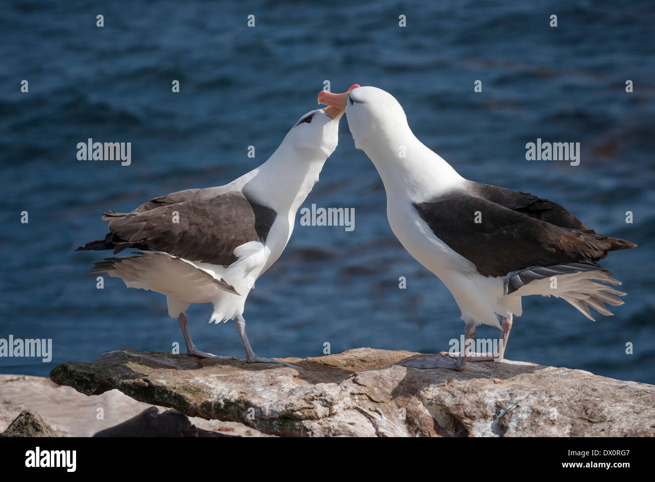 Two Black-browed Albatross engaged in mating ritual Stock Photo
