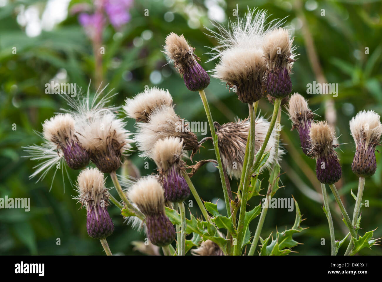 pampas grass plant in pot Pampas Grass | Pampas Grass for Sale