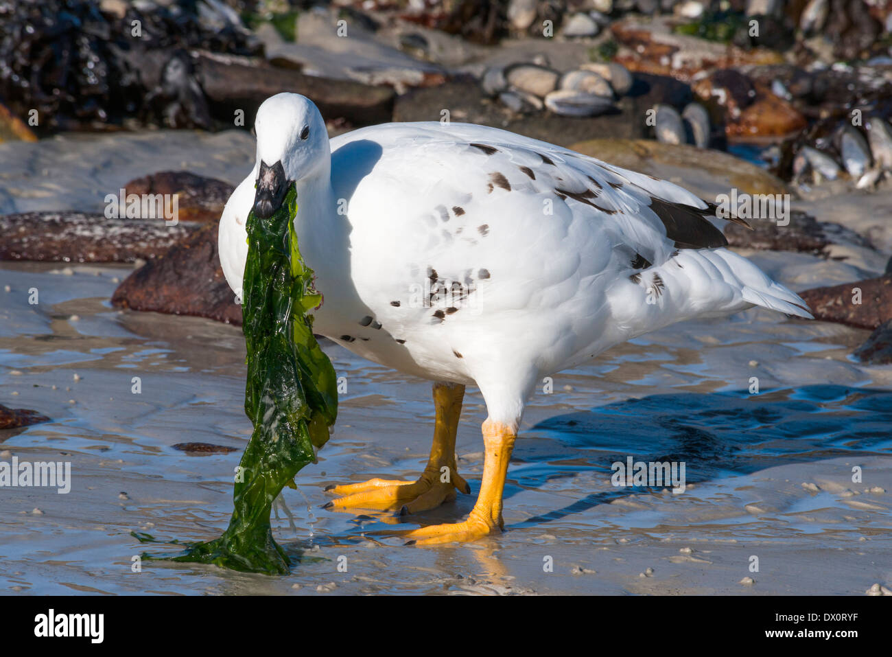 Male Kelp Goose eating kelp Stock Photo Alamy